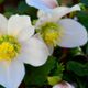 Helleborus knippen snoeien kapper