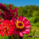 Biologische bloemen