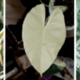 albino planten