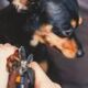 Nagels knippen hond