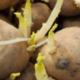 Spruitende aardappels