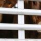Verbod op lange dierentransporten