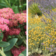 droogtebestendige planten