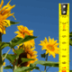 hoogste zonnebloem