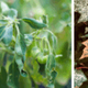 planten stress