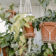 Groen gordijnen, hangplanten