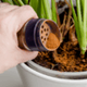 kaneel strooien op planten
