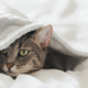 waarom-maakt-kat-mij-wakker-2