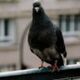 Vogels op je balkon