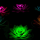 lichtgevende planten