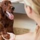 Is jouw hond links- of rechtspotig?