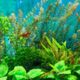 aquariumplanten
