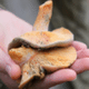 boswachters onderschepen paddenstoelen