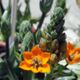 Ornithogalum, bloemistenverdriet