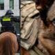 hoeveel kan/mag een politiehond verdragen?