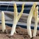Witte asperges zelf kweken
