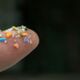 Microplastics