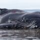 gestrande zeedieren