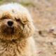 Waarom heeft mijn hond een gele of bruine baard? 