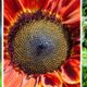 wiskunde in planten